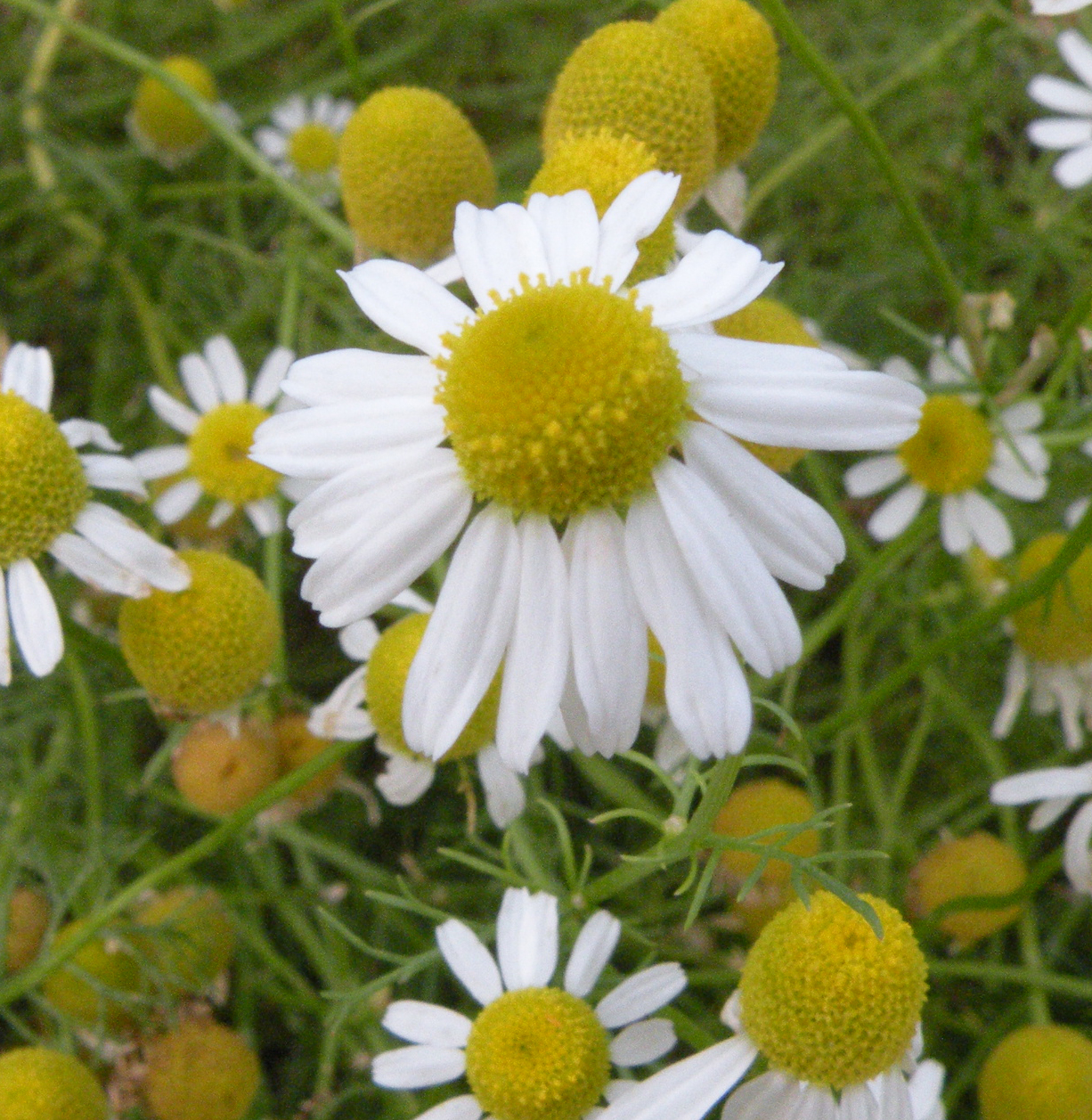 カミツレ乾燥エキス（カモミール） | アスク薬品株式会社