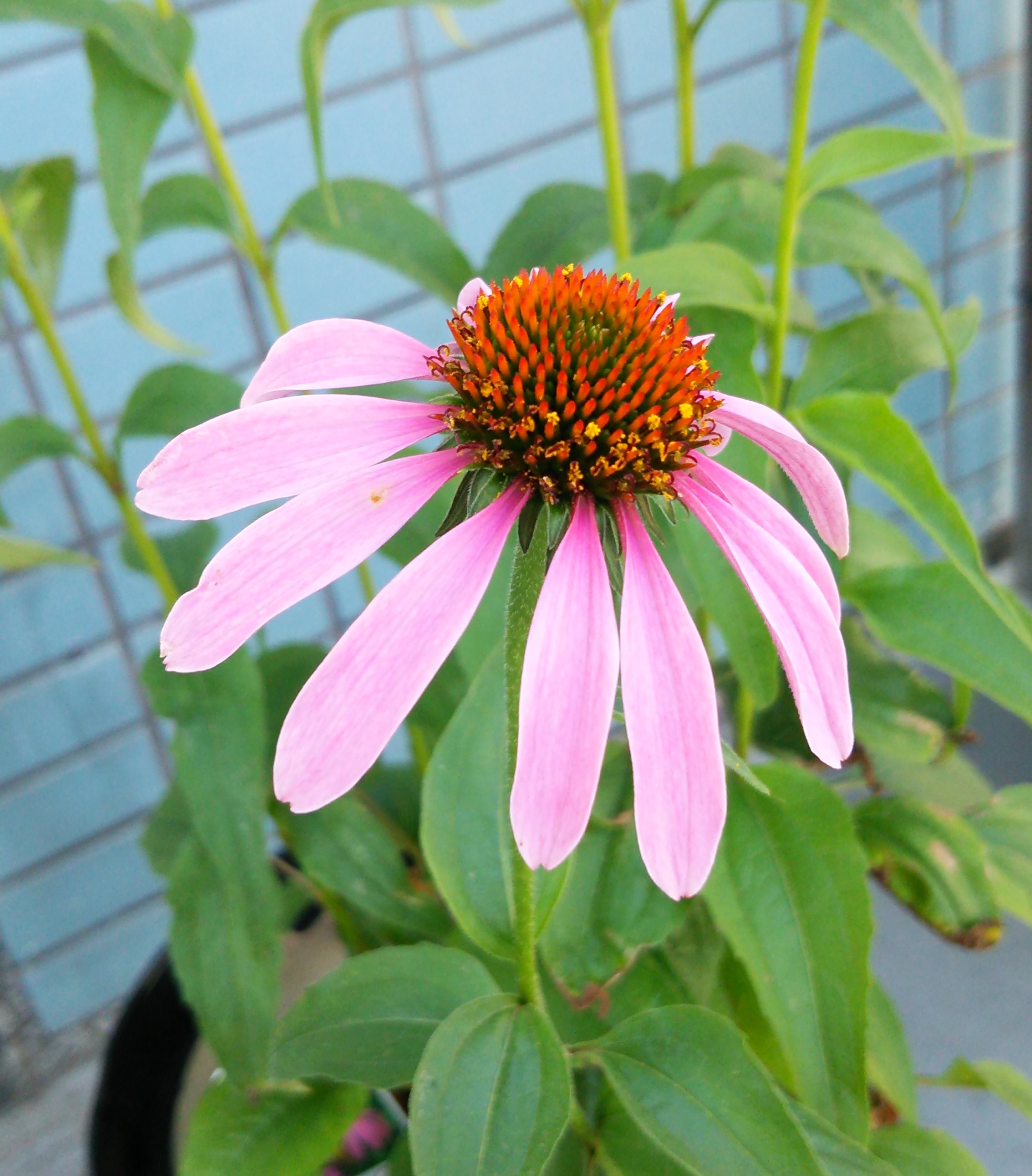 エキナセアプルプレア乾燥エキス | アスク薬品株式会社