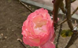 えんぴつ公園バラ一輪