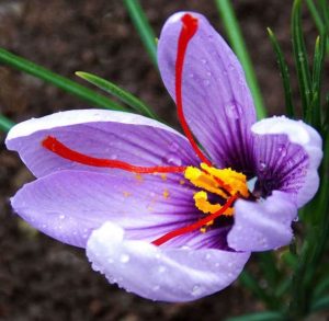 サフランの花画像